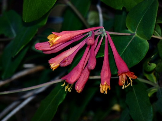 {Lonicera sempervirens}